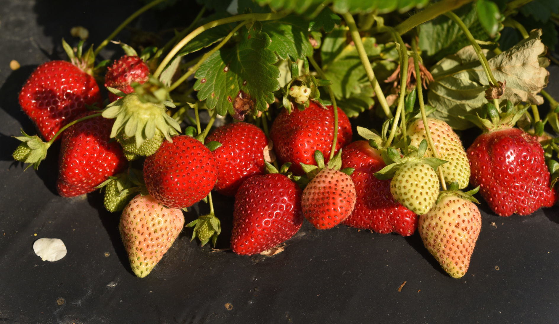 Country Roads Strawberries